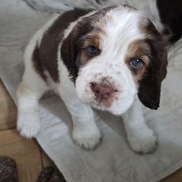 Ursula - Liver and white female English Springer Spaniel puppy in Perry, New York from Chappell Hill Springers