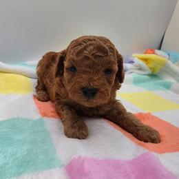 Cooper - Red  male Poodle puppy in Kannapolis, North Carolina from Carolina Great Danes & Toy Poodles