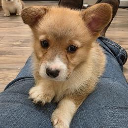 Pheonix's Boy 2 - Fawn male Pembroke Welsh Corgi puppy in Middleburg, Florida from Mulkeys Little Corgis