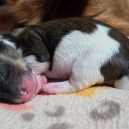 Shaded Red Piebald Girl - Piebald female Dachshund puppy in Woodland, Washington from SJs Dachshunds