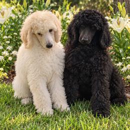 Poodle Puppies from Grace Haven Poodles