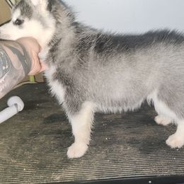 Siberian Husky Puppies from Spirit of the Moon Siberians