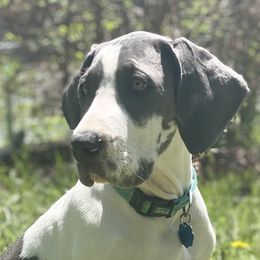 Great Danes from Heart 2 Heart Great Danes