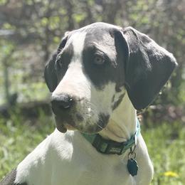 Great Danes from Heart 2 Heart Great Danes