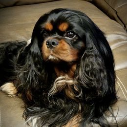 Cavalier King Charles Spaniels from Moonshadow Cavaliers