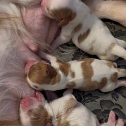 Pink - Blenheim female Cavalier King Charles Spaniel puppy in Greensboro, North Carolina from Hyde Park Cavaliers