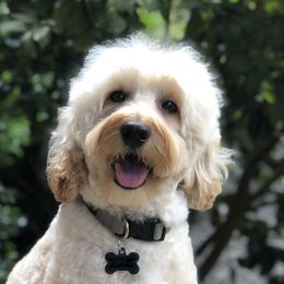 Willie - Australian Labradoodle