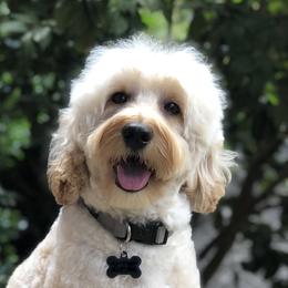 Willie - Australian Labradoodle