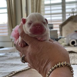 French Bulldog and Labrador Retriever Puppies from Desiree Ortiz's French Bull Dogs and Labrador Retrievers