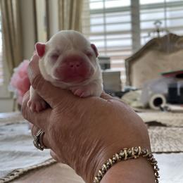 French Bulldog and Labrador Retriever Puppies from Desiree Ortiz's French Bull Dogs and Labrador Retrievers