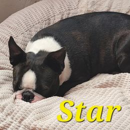 Boston Terrier Puppies from Big Sky Bostons