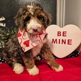 Purple collar - Merle female Bernedoodle puppy in Shelby, North Carolina from Forever Grateful Doodles