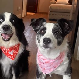 Australian Shepherds from White Tail Australian Shepherds