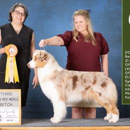 Coco - Australian Shepherd