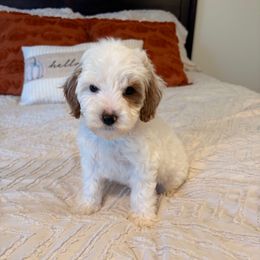 Benji - Parti male Goldendoodle puppy in Sallisaw, Oklahoma from Huddle Puppies