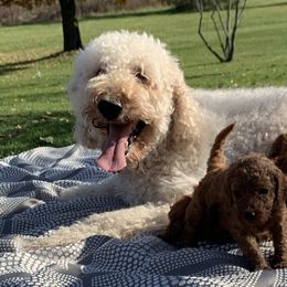 Hazel - Goldendoodle