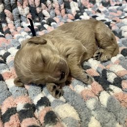 Double Doodle and Goldendoodle Puppies from Doodle Family