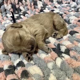 Double Doodle and Goldendoodle Puppies from Doodle Family