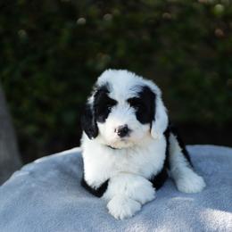 Spot - Black and white male Sheepadoodle puppy in Los Angeles, California from Exquisite Doodles