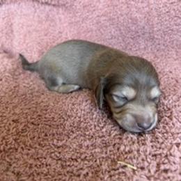 Vegas - Cream male Dachshund puppy in Hillsdale, Michigan from Chappell Stables