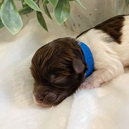 Havapoo puppies from Perfectly Playful Doodles