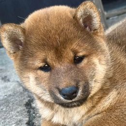Cinnamon - Red female Shiba Inu puppy in Clewiston, Florida from Animal Farm Shiba Inus & Mameshibas