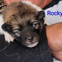 Rocky - Black parti male Pomeranian puppy in Littleton, Colorado from Blaylock's Pomeranian Puppies