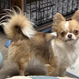 Suki - Chihuahua