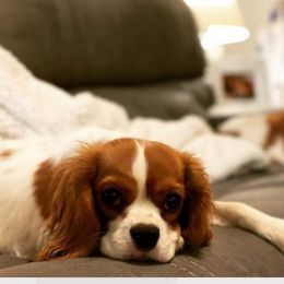 Qi’Ra - Cavalier King Charles Spaniel