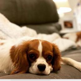 Qi’Ra - Cavalier King Charles Spaniel
