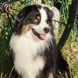 Beau - Australian Shepherd