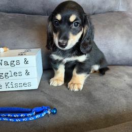 Boy 1 - Black and cream male Dachshund puppy in Stuart, Iowa from Johnson Family Paws
