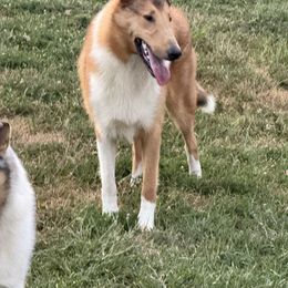 Hank - Sable and white male Collie puppy in Kentucky from Calibre Collies