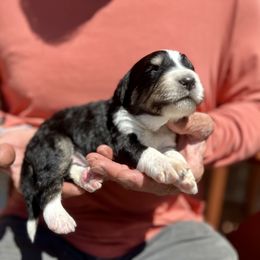 Boy 5 - Bernedoodle puppy in Ferguson, North Carolina from Elevated Standards NC