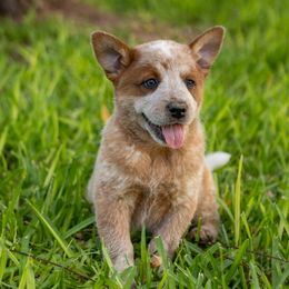 Lady - Australian Cattle Dog