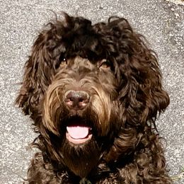 Landie - Australian Labradoodle