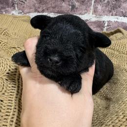Tillie - Black female Miniature Schnauzer puppy in Lufkin, Texas from C&K’s Schnauzer House