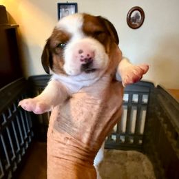 Mayhem - Piebald male Dachshund puppy in Russellville, Arkansas from Cains River Valley Dachshunds