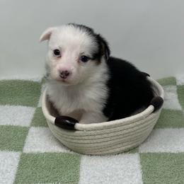 Flurry - Black and tan female Pembroke Welsh Corgi puppy in Waco, Texas from The Comma Corgis