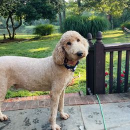 Ruby - Goldendoodle