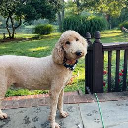 Ruby - Goldendoodle