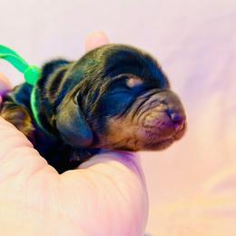 Tristan (green collar) - Black and tan male Dachshund puppy in Loris, South Carolina from Dogwood Mountain Dachshunds