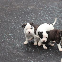 American Bulldog Puppies from Northern Woods American Bulldogs