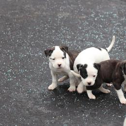 American Bulldog Puppies from Northern Woods American Bulldogs