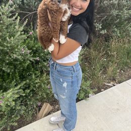 Bernedoodle and Goldendoodle Puppies from Hello Doodle Ranch