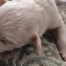 Aussiedoodles and Double Doodles from Cat's Golden Labradoodles