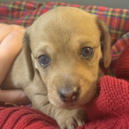 Faded dapple boy wire hair blue eyes - Dapple male Dachshund puppy in Appomattox, Virginia from Doxie Darlings VA