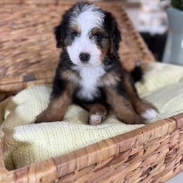 Blue - Tri-color male Bernedoodle puppy in Indiahoma, Oklahoma from Farm Fresh Doodles