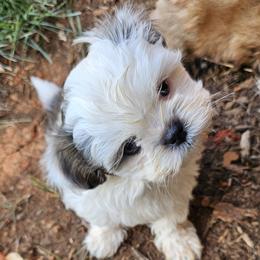 Layla - Brindle and white female Shih Tzu puppy in Boones Mill, Virginia from Shih Tzu's of Antioch