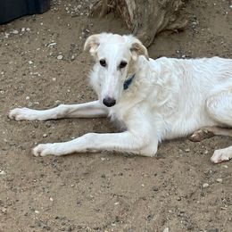 Tristan - White male Borzoi puppy in Alpine, California from Wildwood Hounds